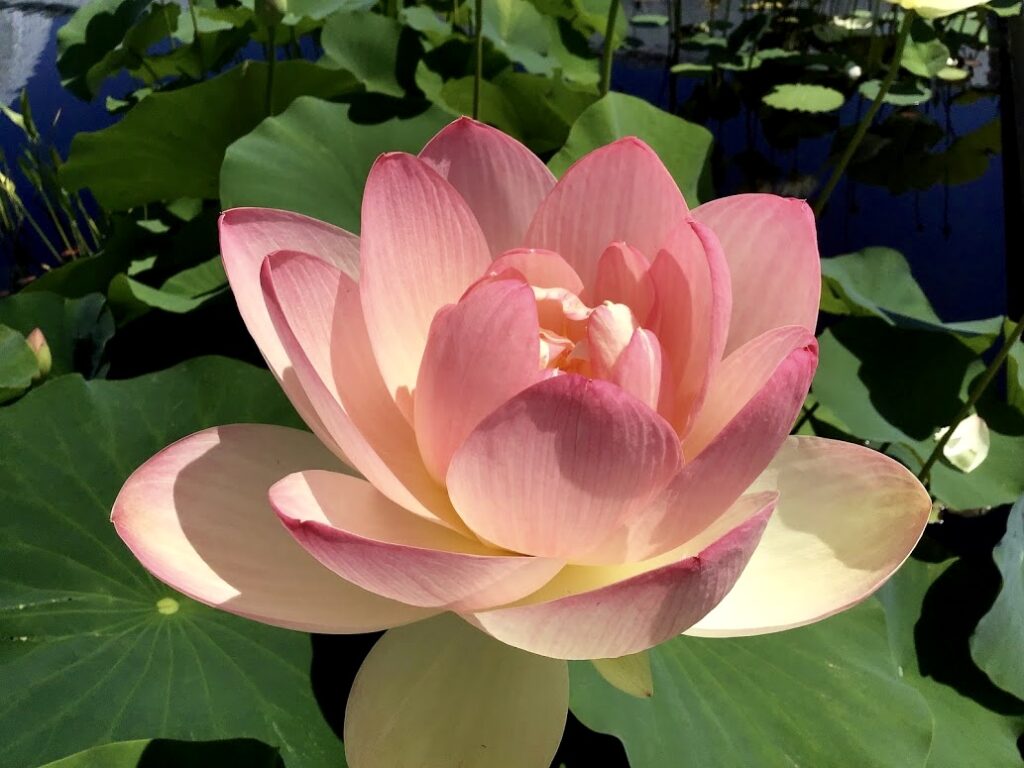 lily04